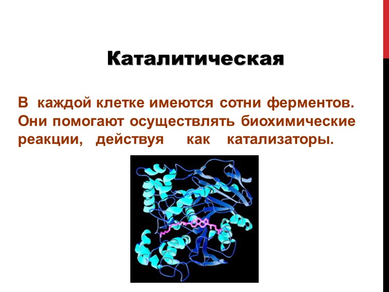Каталитическая В  каждой клетке имеются сотни ферментов.  Они помогают осуществлять биохимические 